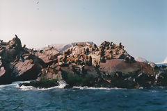 Ballestas Islands, Paracas