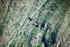 Andean Condor