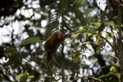 Red-Faced Monkey