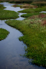 Ventanilla Wetlands