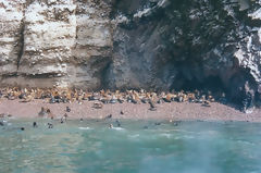 Ballestas Islands, Paracas