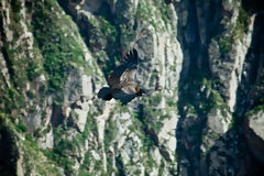 Andean Condor