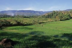 Rice Crops