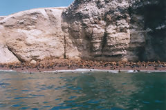 Ballestas Islands, Paracas