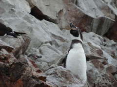 Ballestas Islands, Paracas