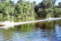 Water skiing in the Amazon