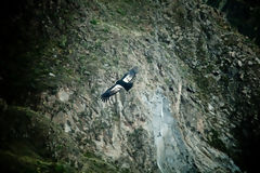 Andean Condor