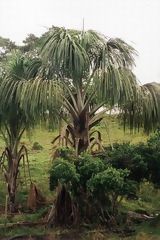 Pihuayo tree, near Iquitos