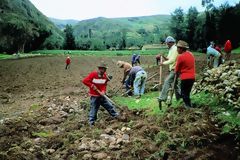 Farmers plowing the land