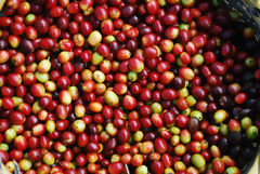 Cherry Coffee Bean