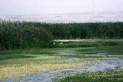 Villa Wetlands, Lima