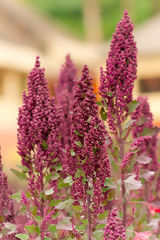 Quinoa Plant