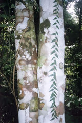 Symbiosis of life. Fern and fungi on a tree trunk