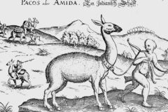 Domestication of camelids