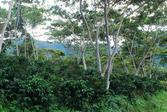 Shade-Grown Coffee Cultivation