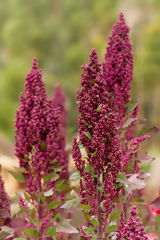 Quinoa Plant