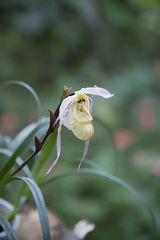 Orchid in Oxapampa