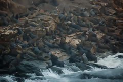 Palomino Islands, Callao