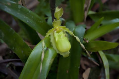 Orchid in Oxapampa