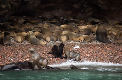 Sea Lions