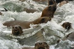 Sea Lions, Callao