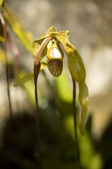 Orchid in Machu Picchu