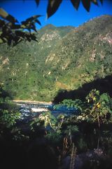 Tropical forest, Puerto Inca