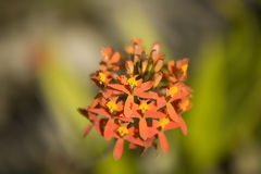 Orchid in Machu Picchu