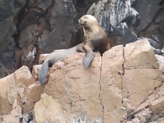 Ballestas Islands, Paracas