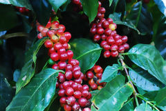 Cherry Coffee Bean