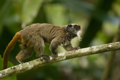 Emperor tamarin