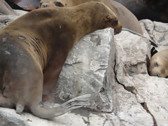 Ballestas Islands, Paracas