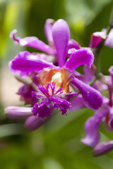 Orchid in Machu Picchu