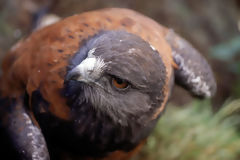 Cinnamon-colored hawk (parabuteo unicinctus)