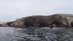 Ballestas Islands, Paracas